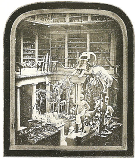 Hunterian Museum